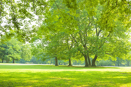 芝生公園